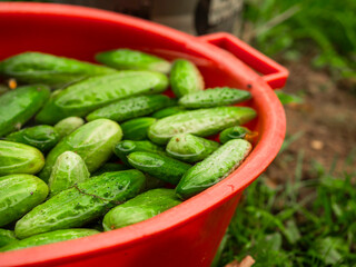 A red bowl filled with fresh green cucumbers in water. The cucumbers are wet and appear to be freshly picked. Natural organic product ready to be marinated for winter. Agriculture and farming.
