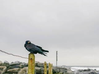 Young crow sitting on a fence, wild nature scene in the background. Cool and depressing mood.