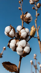 Cotton plant seeds against blue sky 