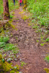 Winding Forest Trail Lined with Green Vegetation and Muddy Footpath