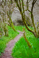 Pathway Through a Moss-Covered Forest with Green Grass