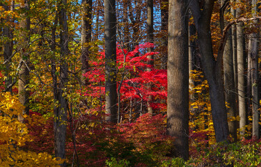 Fototapeta premium autumn forest in the autumn