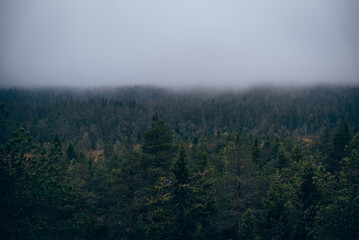 Green summer forest landscape, trees, grass and cloudy sky, cloudy foggy day