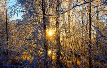 Winter sunlight through snow covered trees