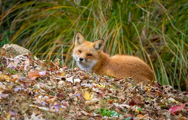 red fox vulpes