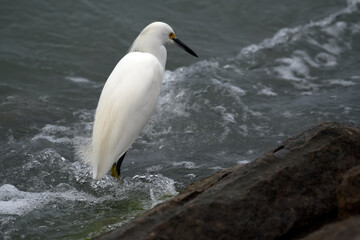 Snowy Egret on the Jetty South Texas,  Nature, wildlife, birds, waves, jetty, gulf coast 