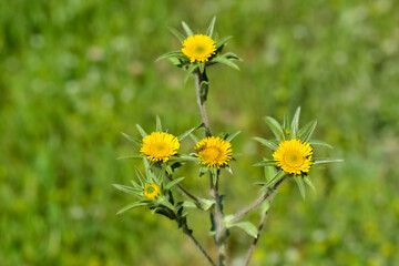 wild plants. self-growing yellow flowers in nature.