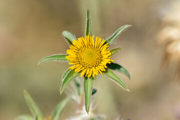 wild plants. self-growing yellow flowers in nature.