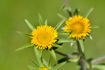 wild plants. self-growing yellow flowers in nature.