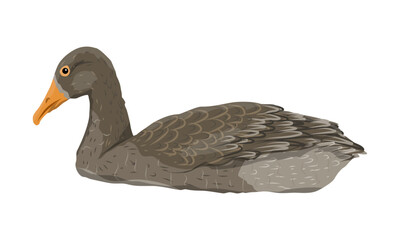 The gray domestic goose is swimming. Farm Birds, Realistic Vector Animal