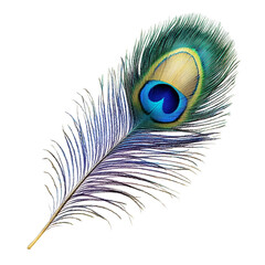 Obraz premium A single peacock feather.