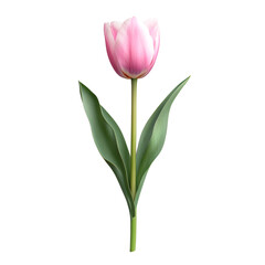 Fototapeta premium A pink and white tulip with green leaves on a plain background.