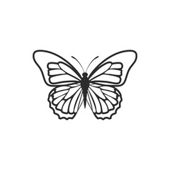 butterfly illustration