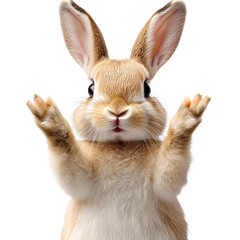 rabbit with hands raised in front of transparent background.