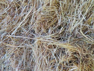 dry grass-hay texture  background