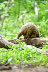 The Indian pangolin - Manis crassicaudata