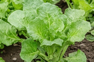 White mustard is scientifically known as Brassica pekinensis