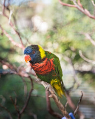Rainbow lorikeet perched on a branch, its vivid multi-colored feathers beautifully contrasted against the blurred greenery in the background.