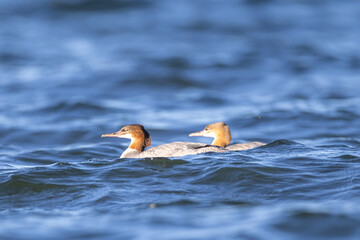 Common mergansers in the water