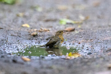 european robin in a puddle