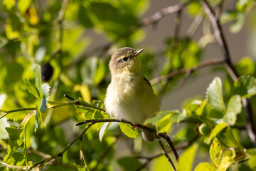 Willow warbler on a branch