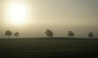 fog in the field