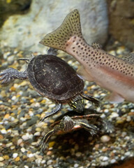 A turtle and fish sharing a dynamic underwater moment, the turtle's textured shell contrasting sharply with the fish's spotted fin and sleek body.