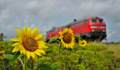 train in the field