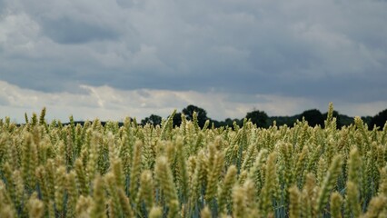 wheat field and sky