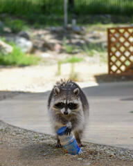 Curious raccoon holding a plastic bottle, its playful expression and fluffy fur standing out in a sunny outdoor setting with gravel and greenery © Steam Cone Story
