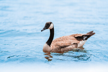 Serene Canadian Goose Floating on a Calm Lake Surface in Sunlight