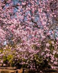Close-up of a blooming cherry blossom tree with delicate pink flowers filling the branches, set against a soft, natural background under a bright sky. Perfect springtime scene
