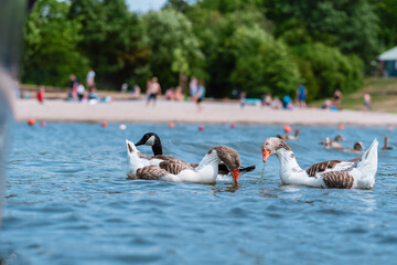 Flock Of Geese Swimming In A Scenic Lake Near A Busy Beach With Greenery