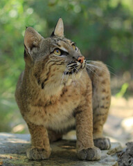 A bobcat standing alert on a rock, observing its surroundings.