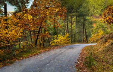 Path in autumn forest