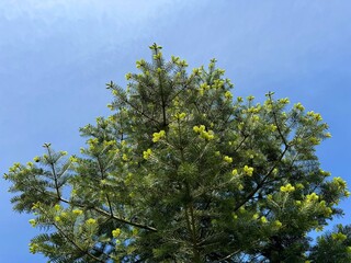 Fototapeta premium Fir tree against blue sky