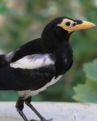 A close-up image of a striking black and white bird with a bright yellow face and beak, standing gracefully against a soft, green blurred background.
