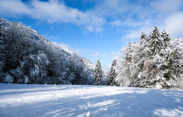 snow covered trees in the mountains