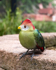 Red-crested turaco perched gracefully, showcasing its striking red crown and vibrant green plumage against a soft natural backdrop, perfect for exotic bird and wildlife photography enthusiasts.