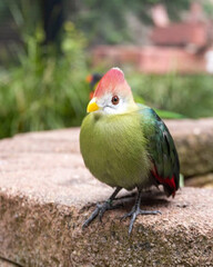 Red-crested turaco perched gracefully, showcasing its striking red crown and vibrant green plumage against a soft natural backdrop, perfect for exotic bird and wildlife photography enthusiasts.