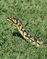 A striking jungle carpet python with vivid yellow and black patterns slithering through vibrant green grass, showcasing its intricate scales in natural light.