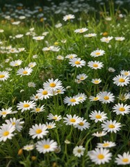 Fototapeta premium A postcard with no address found between daisies and grass, daisies, blank, borderless