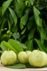 Fototapeta premium Crystal guava or Psidium guajava, whole crystal guava arranged on a wooden table