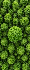Aerial view of lush, vibrant green trees, showcasing nature's beauty and biodiversity.
