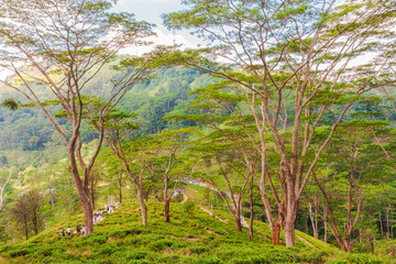 This picture was taken in the Kandy area at the Hanthana Sadagiri Seya temple. The Hanthana mountain range is visible from the distance. There are large trees in the middle of a tea estate.