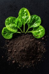 Naklejka premium Fresh spinach leaves emerging from rich, dark soil on a black background.