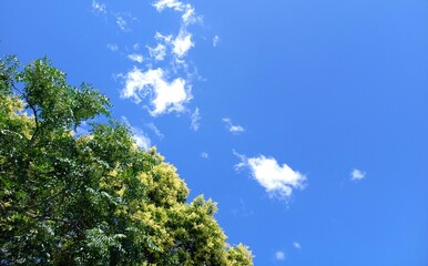 blue sky and sun, nature, blue sky and trees, landscape, tree in the sky