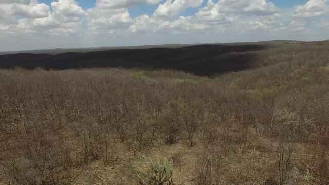 caatinga landscape brazilian biome