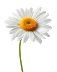 Fotobehang Beautiful white daisy png isolated on transparent background © Photo Find