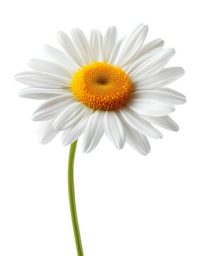 Beautiful white daisy png isolated on transparent background
